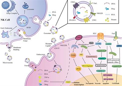 Immunoregulatory functions and therapeutic potential of natural killer cell-derived extracellular vesicles in chronic diseases